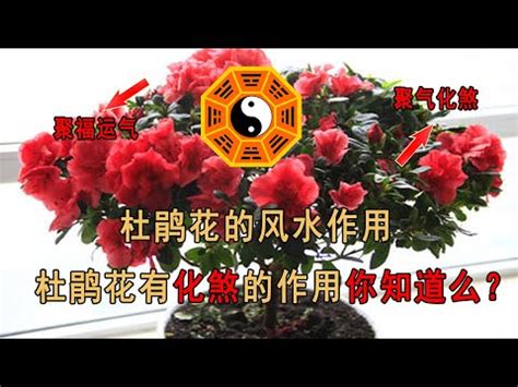 杜鵑花 風水|家中杜鵑風水大解密